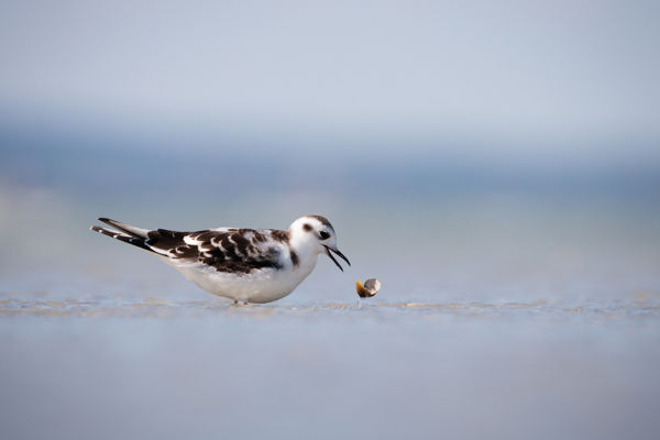 A világ legkisebb sirálya a Pacsmagi tavaknál járt