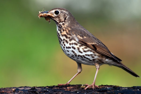 Kora tavaszi mesterdalnokunk, az énekes rigó