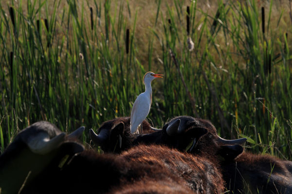 „Táncoló” vendégek: kilenc pásztorgém időzött Cserebökényben