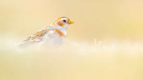 Vendégeskedő hósármány csapat járja a fülöpszállási szikeseket
