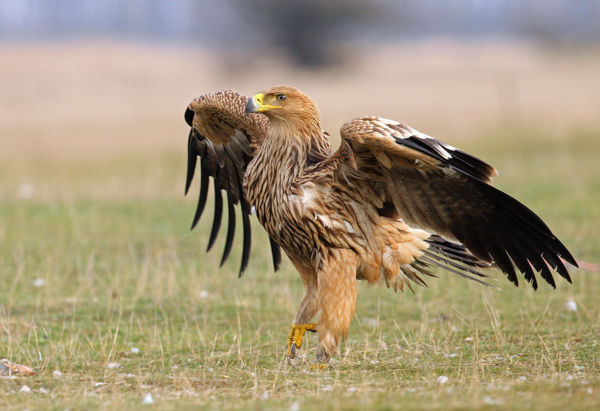 Három parlagisas-fióka nevelkedik egy lakott tanya mellett
