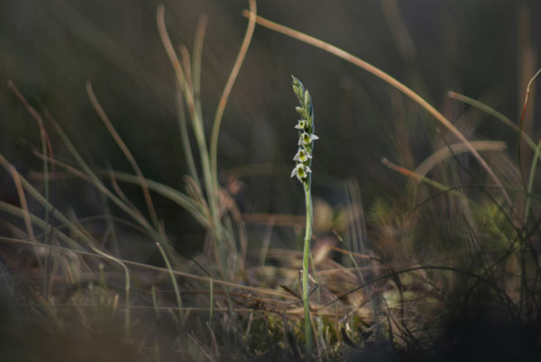Virágzik az őszi füzértekercs a kiskunsági élőhelyeken