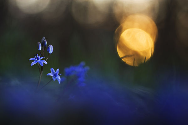 Pompáznak az első méhlegelők!