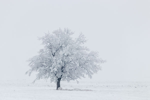 A zúzmara téli köntösbe öltöztette a Maros-menti erdőket