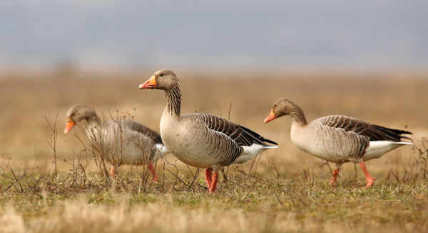 Már költésbe kezdtek a nyári ludak a Körös-Maros Nemzeti Parkban