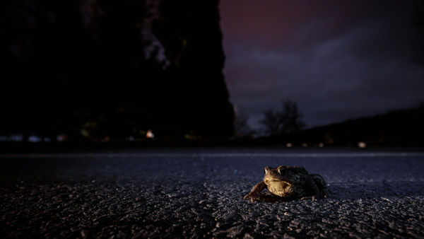 Békamentésre hív a Fertő-Hanság Nemzeti Park