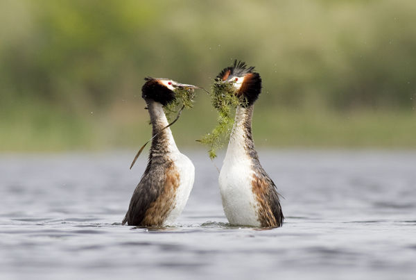 Udvarolnak a vöcskök, kuruttyolnak a békák – Tavaszi nyüzsgés a marosi kubikoknál
