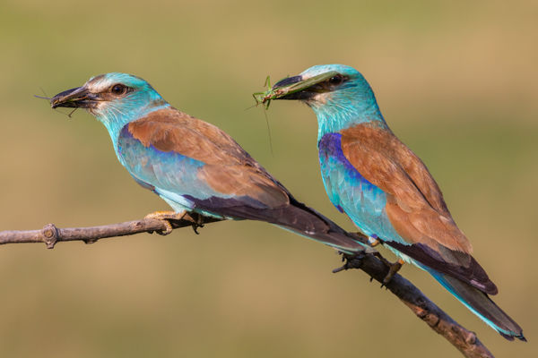 Nemsokára kikelnek az első szalakóta fiókák