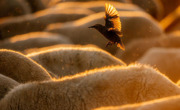 Népes seregélycsapatok kísérik a legelő állatokat a Kardoskúti-pusztán