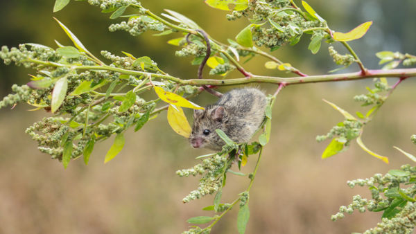 Új élőhelyfoltban is sikerült megtalálni a magyar szöcskeegereket