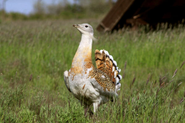 Nőnek már a bajusztollak, lassan nászruhát öltenek a túzokkakasok