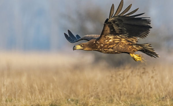 A Kis-sárréti rétisasok már tatarozzák fészkeiket