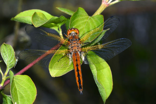Előbújtak a mocsári szitakötők