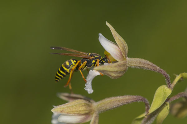 Virágzik a mocsári nőszőfű