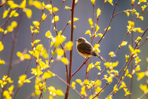 Látott már csilpcsalpfüzike fészket?
