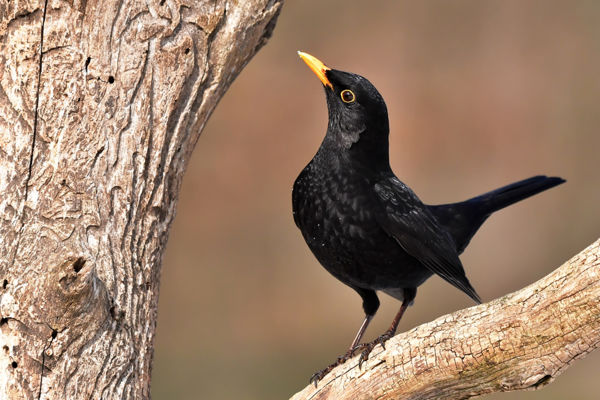 Útszéleken, bokrok álján várják szüleiket az éhes rigófiókák