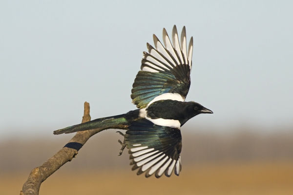 Egy kiváló fészeképítő mester: a szarka