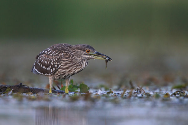 Kirepültek az első bakcsó fiókák a Pacsmagi-tavak Természetvédelmi Területen