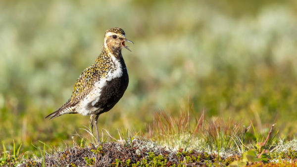 Csaknem ötezer aranylile állomásozott a kardoskúti Fehér-tónál