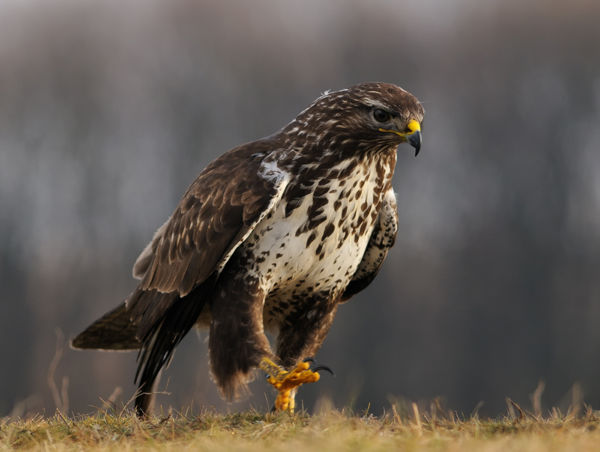 Leggyakoribb, és legváltozatosabb megjelenésű ragadozó madarunk: az egerészölyv