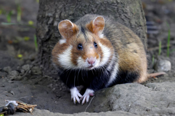 Mezei hörcsög visszatelepítése a Hevesi-síkon