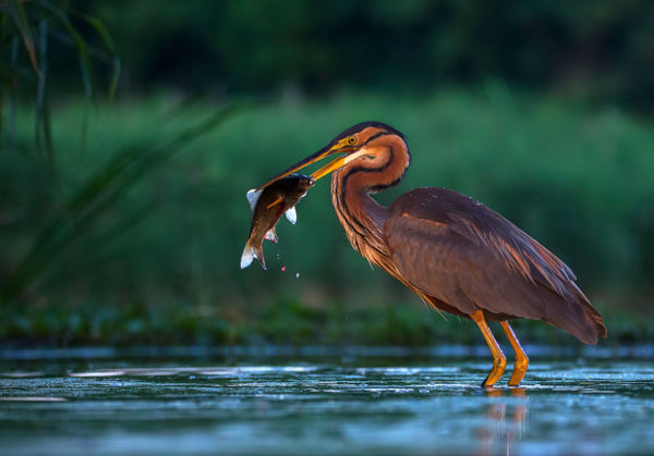 A Kis-Sárrét mocsarainak jellemző fészkelője: a vörös gém