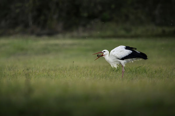 Hazajött a Litvániába elcsavargott fehér gólya