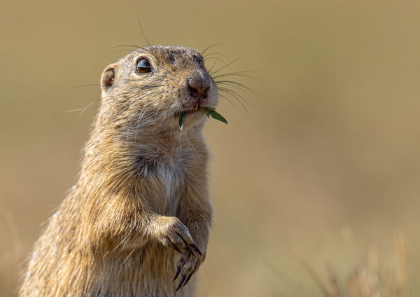 Ébredeznek az ürgék a Felső-Kiskunságban