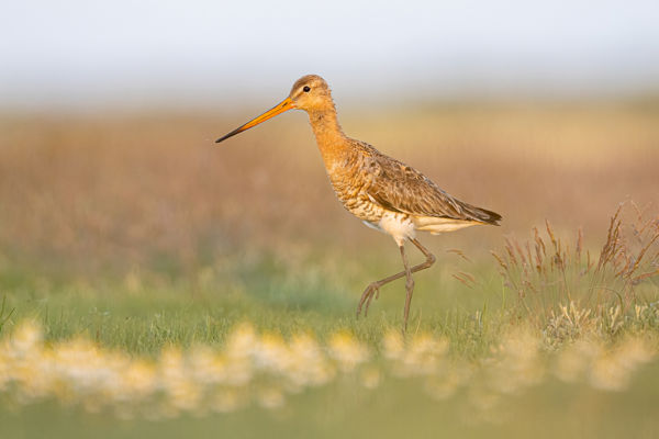 Idén is költenek nagy godák a Lófogó-érnél