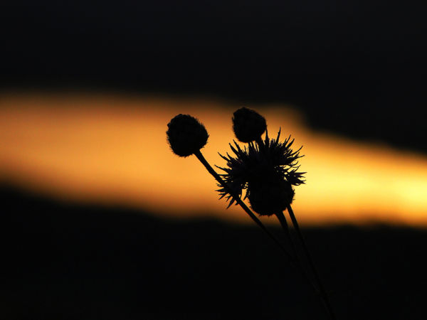 Löszgyepek nyári virága: a budai imola