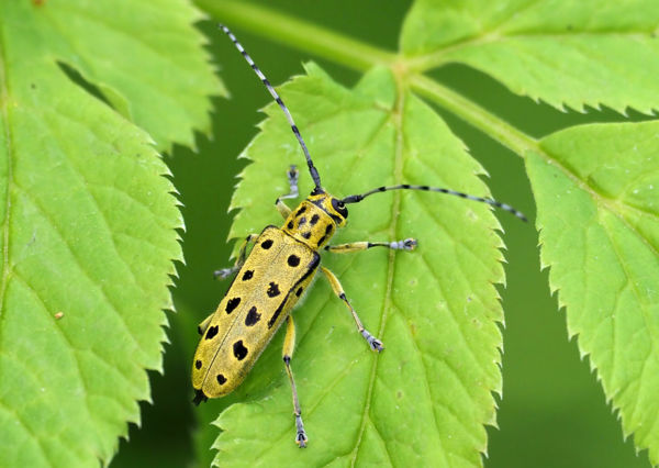 Díszes nyárfacincér Kunadacs környékén