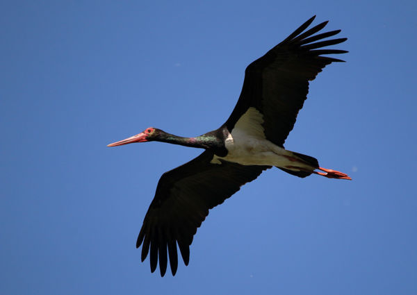 A Kis-Sárréten idén is sikeresen költöttek fekete gólyák