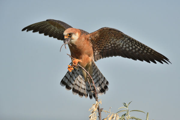 Világrekord a Körös-Maros Nemzeti Parkban – Tizenhat éves kék vércsére bukkantak