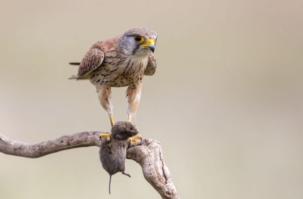 Ki látott még ilyet!? – Kardoskúton futva vadásznak a vörös vércsék