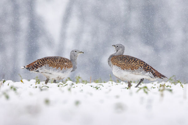 Teleléshez készülődnek a túzokok