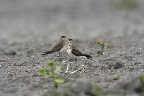 Feketeszárnyú székicsér látogatott a kardoskúti Fehér-tóhoz