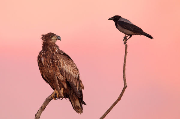 Vakmerő varjak üldözik a sasokat a Csanádi puszták felett