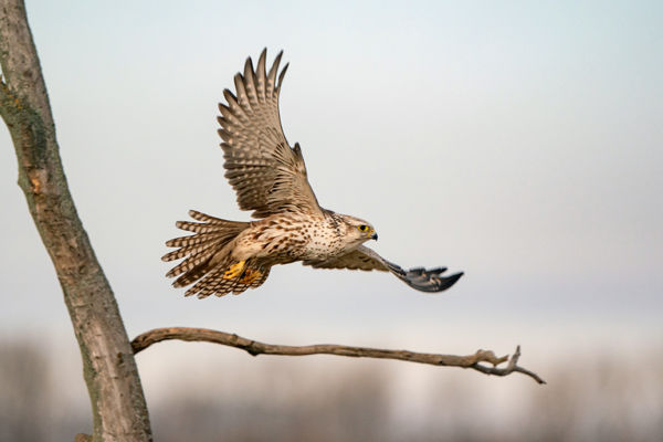 Körös-Maros Nemzeti Park – Ahol a kerecsenek természetes fészekben költenek