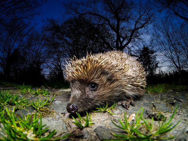 Felébredtek téli álmukból a pelék, sünök és a denevérek