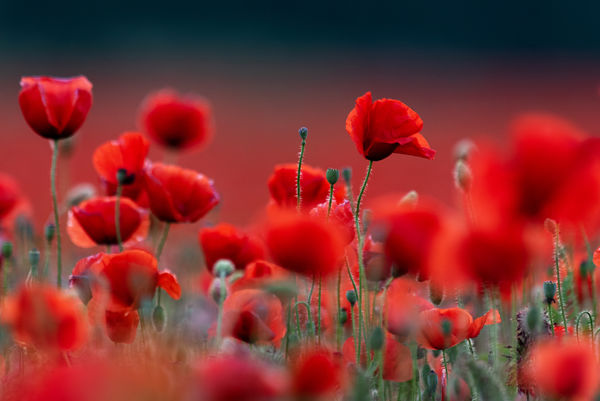 Hatalmas, virágzó pipacsmezők a Csanádi pusztákon