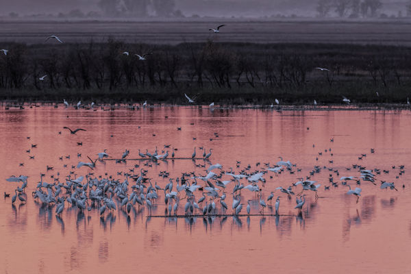 Élénkülő madárvonulás a Kis-Sárréten, sokadalom a halastavakon