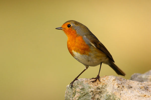 Vonuló vörösbegyek halk éneke szól a Kis-sárréti erdőkben