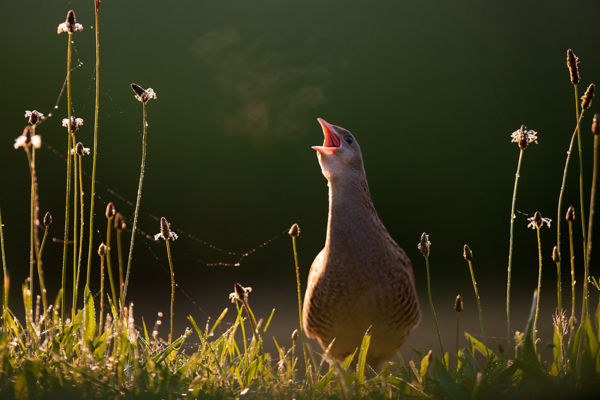 Ritka vendég, haris vetődött lakott területre Mezőgyánban
