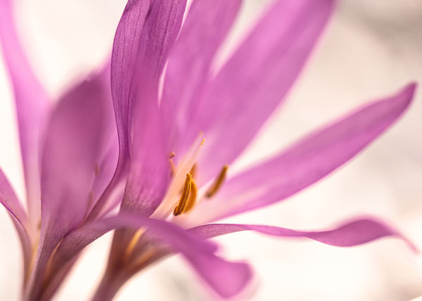 Még láthatjuk virágzásban a homoki kikericset