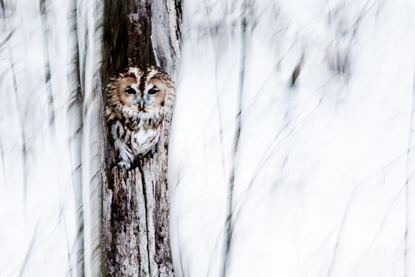Hol és hogyan telelnek a baglyok?