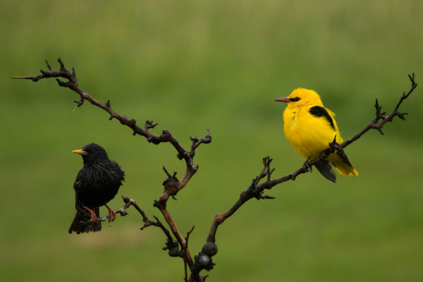 A Maros-menti erdők májusi dalnokai: sárgarigó, kakukk, fülemüle