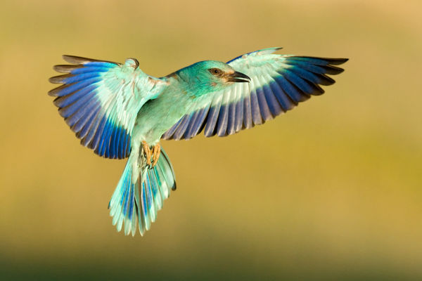 Cserebökénybe visszatértek a színpompás szalakóták