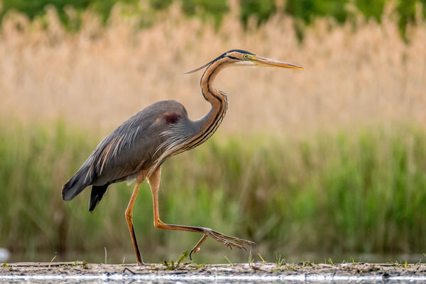 Megérkeztek a vörös gém párok a Pacsmagi-tavakra