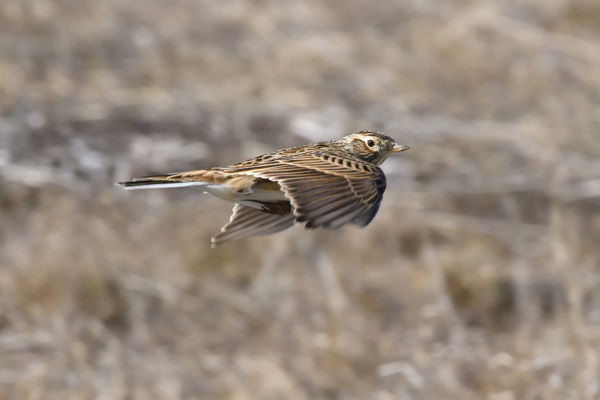 A Dél-Alföldön már megszólaltak a mezei pacsirták