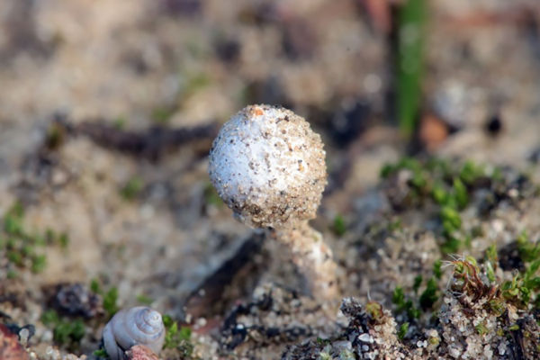 Új fajokat is felfedeztek a Fülöpházi-homokbuckákon 2023-ban